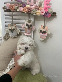 Maltese