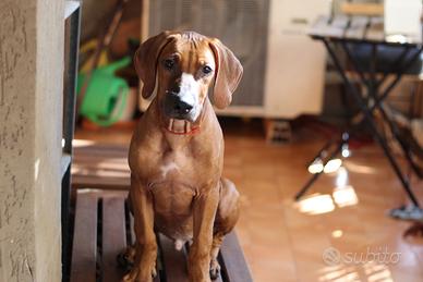 Cucciolo di Rhodesian Ridgeback