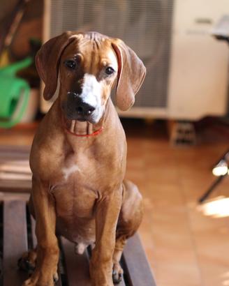 Cucciolo di Rhodesian Ridgeback