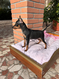 Cucciolo di Pinscher Nano
