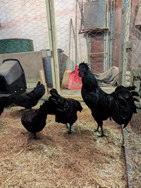 Ayam Cemani
