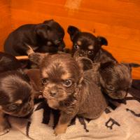Cuccioli di chihuahua