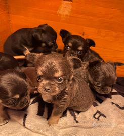 Cuccioli di chihuahua