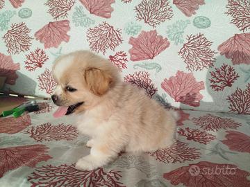 Cucciola bianca bichon