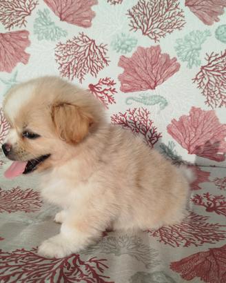 Cucciola bianca bichon
