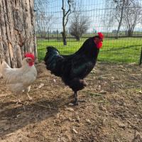 Gallo taglia grande del 2025