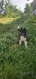Akita americano
