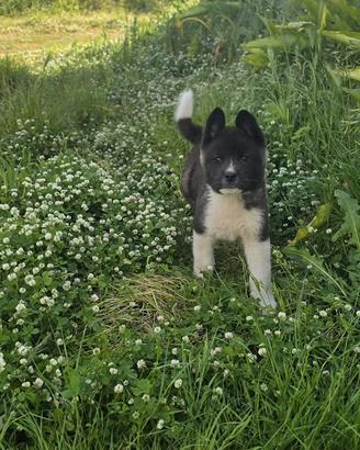 Akita americano