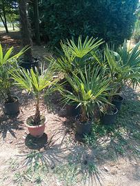 Palme 