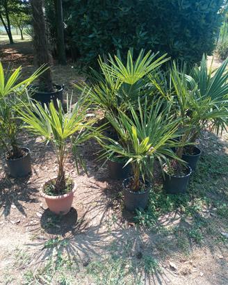 Palme 