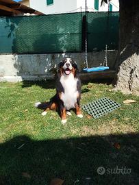 Bovaro del bernese per monta/accoppiamento