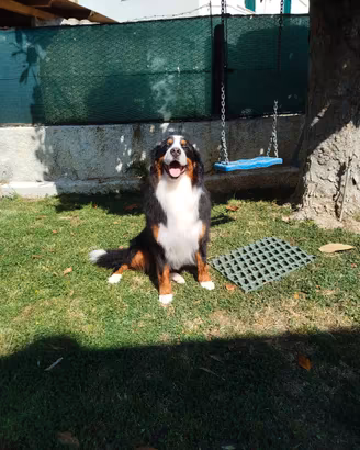 Bovaro del bernese per monta/accoppiamento