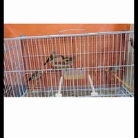 Disponibili pulli di cardellini nostrani