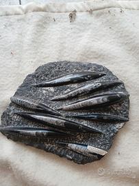 FOSSILE LAVORATO 