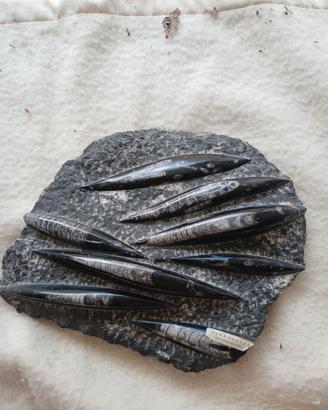 FOSSILE LAVORATO 