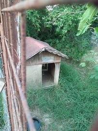 cuccia per cani 