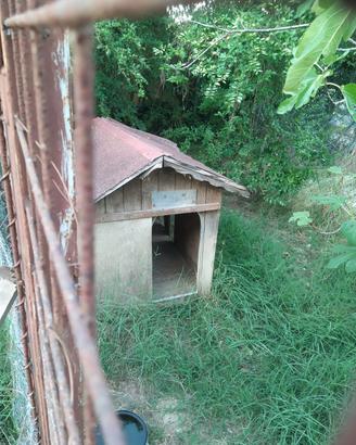 cuccia per cani 