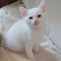 Gattini