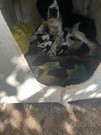 Cuccioli breto/ springer spaniel
