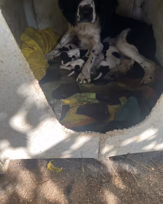 Cuccioli breto/ springer spaniel