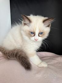 Meravigliosi cuccioli di Ragdoll