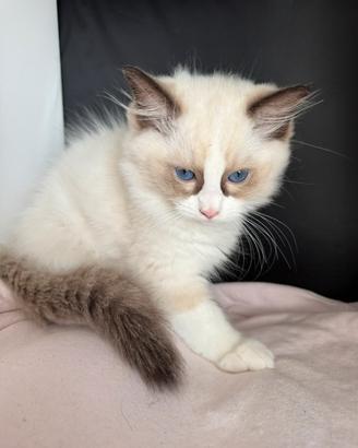 Meravigliosi cuccioli di Ragdoll
