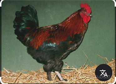 Gallo Marans