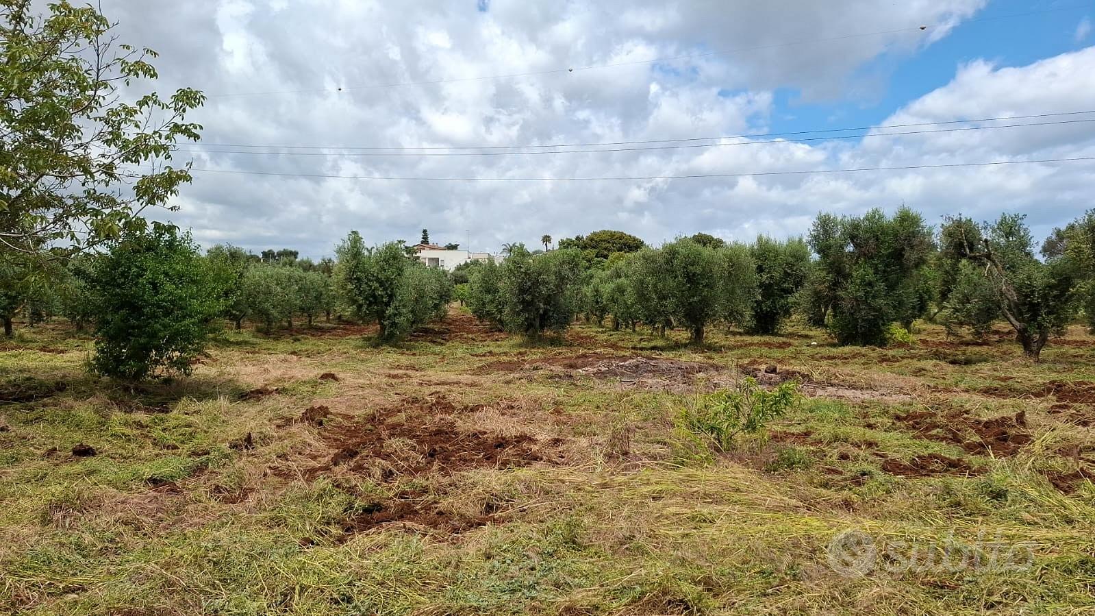 Terreno edificabile con uliveto e fabbricato - Vista 2