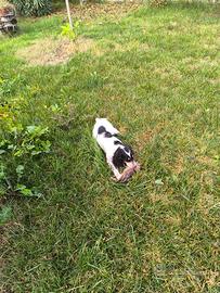 Cucciola di setter inglese