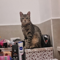 Gattino Tigrato