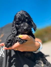 Max, cockapoo nero