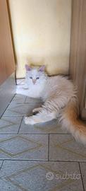 gattina Red Point sacro di Birmania 
