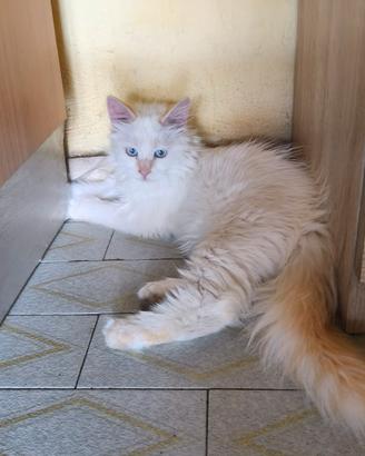 gattina Red Point sacro di Birmania 