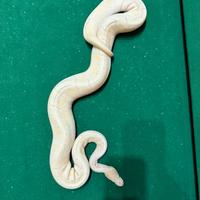 Pitone maschio adulto