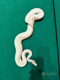 Pitone maschio adulto