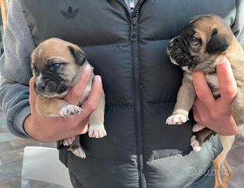Cuccioli cane corso