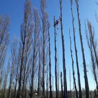 Giardiniere, abbattimento alberi di alto fusto