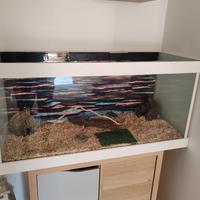  terrario in vetro