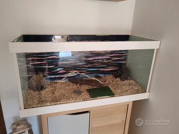  terrario in vetro