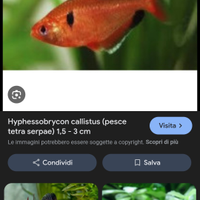 Hypessobricum callistus, e pristella maxillaris