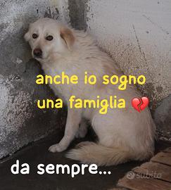 LEILA 3 ANNI taglia media