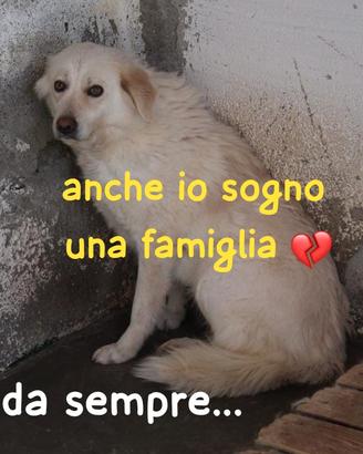 LEILA 3 ANNI taglia media