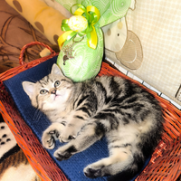 Gattino British shorthair
