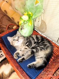 Gattino British shorthair