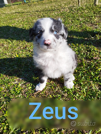 Cuccioli pastore del Lagorai