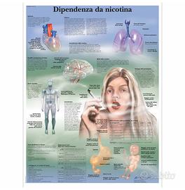 Tavole didattiche scientifiche e mediche