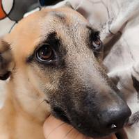 Thor cucciolo cane meticcio adozione 11 mesi