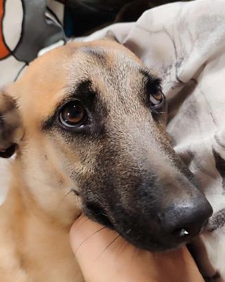 Thor cucciolo cane meticcio adozione 11 mesi