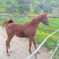 Puledro arabo
