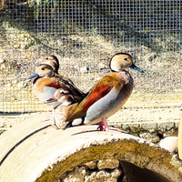 Anatre alzavole brasiliane